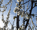Orchard Blossom 57